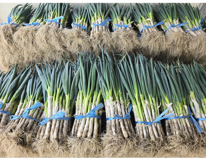 당일수확 국내산 흙대파 정량이상, 1개, 2kg