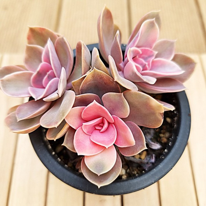 웨스트레인보우 다육이 3두 다유기 다육 식물3-120, 1개, 다육