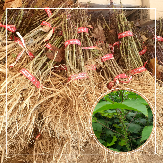 서울농원묘목/가시 엄나무(음나무) 묘목 실생2년생 약용수 특용수, 상묘, 1개