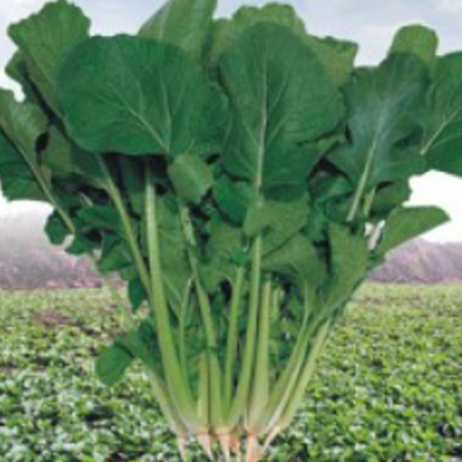 월동춘채 하루나 삼동초 야채 채소 종자 씨앗 5000립 _ 2023895EA, 1개