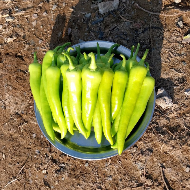 농사부 당조고추 농가직송 당일수확(특품), 1개, 1kg