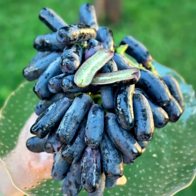 수량한정 사파이어포도 산지직송 고당도 특품, 1박스, 500g