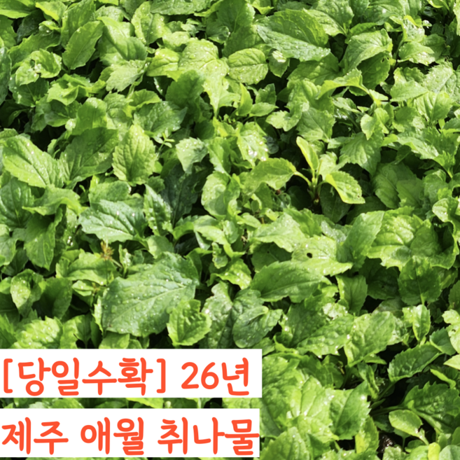 26년 제주 애월 취나물 생취나물 부지갱이 부지깽이, 2kg, 1개