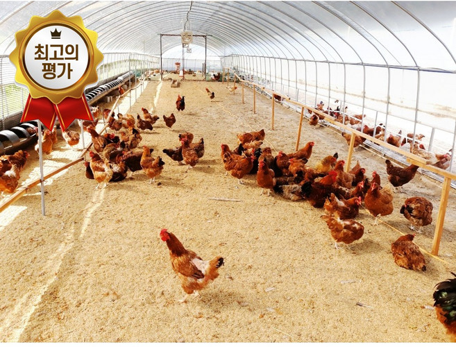 한국인의 밥상이 인정한 계룡산 토종닭 3마리(생닭18호) 백숙재료 제공, 3개, 1.8kg