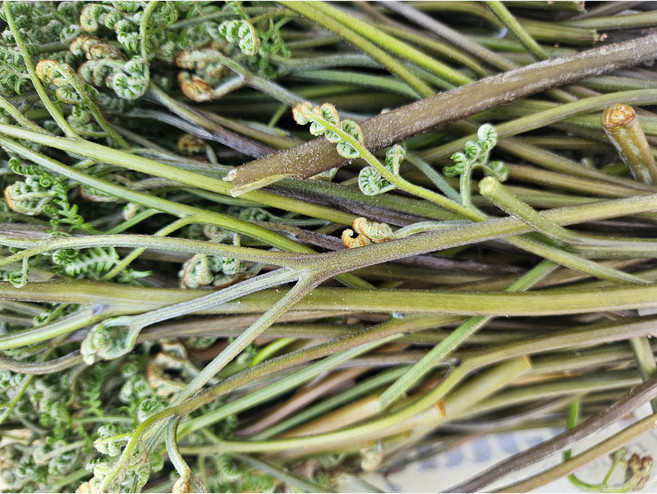 제주고사리 제주 생고사리 한라산아래서 채취하여 바로 배송, 2개, 1kg