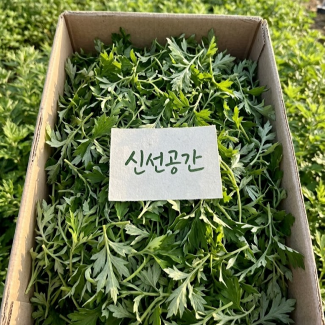 [해풍맞은] 거문도 청정 쑥 햇 생쑥 산지직송, 1박스, 1kg