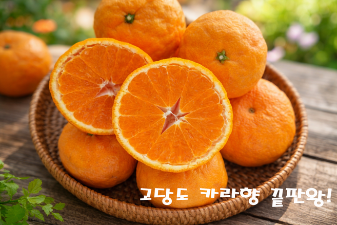 [산지직송] 당도 보장 15brix이상 프리미엄 제주 카라향, 1박스, 중소과 10kg