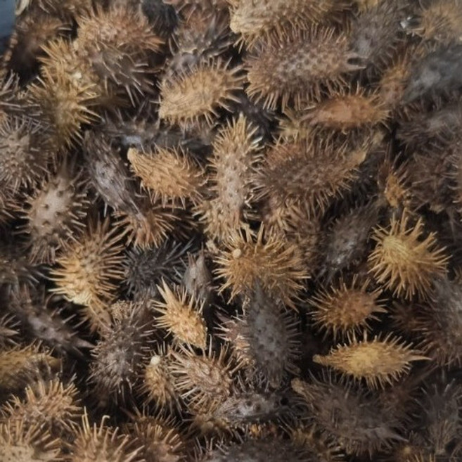 쌉쌀하고 깔끔한 자연의 풍미 국내산 볶은 독고마리 도꼬마리 창이자, 1세트, 600g