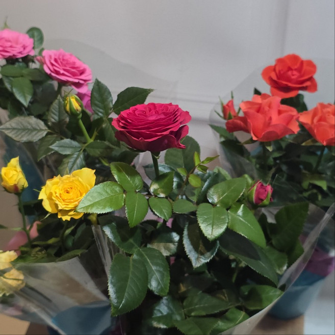 미니장미 포트장미 월동 장미 사계장미 소품, 4개, 혼합