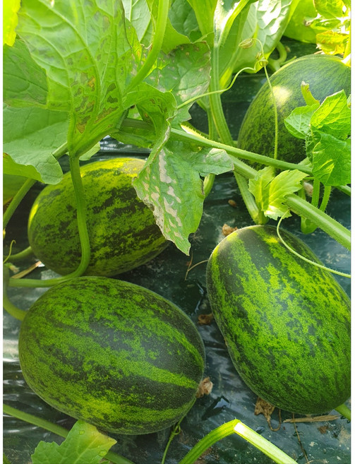 경북 고령 가정용 못난이 파파야메론 개구리 참외, 1박스, 3kg