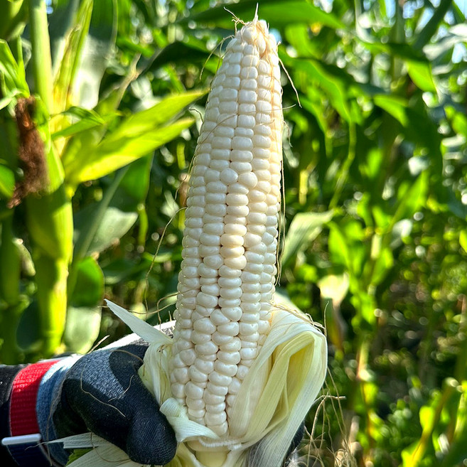 당도선별 강원도 괴산 삶은 찐옥수수 쫀득한 찰옥수수, 1개, 15개 (특품 15cm이상)
