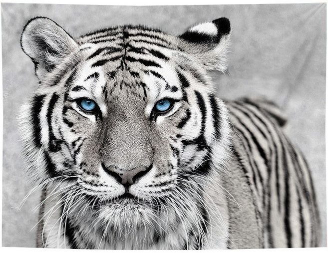 패브릭 포스터 캠핑 감성포스터 인테리어 장식, 호랑이