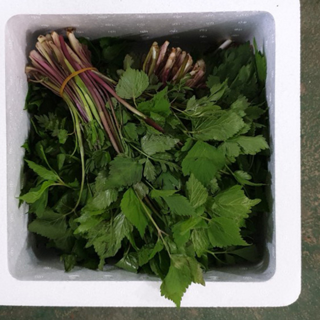 자연산참나물 진짜참나물 1kg, 1박스