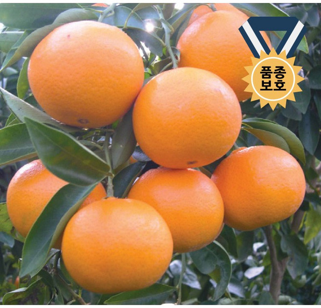 [제주한라농원] 4년생 3년생 국내육성 우량신품종 감귤나무 농가과수용 가정원예 반려식물 공기정화식물, 1개, 탐나는봉(한라봉)