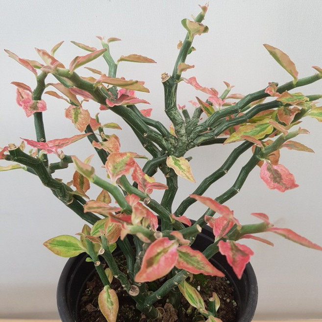 [용이네 화원] 화사한 잎이 매력적인 페르난데스 천국의계단 119 농원 화원, 1개, 랜덤