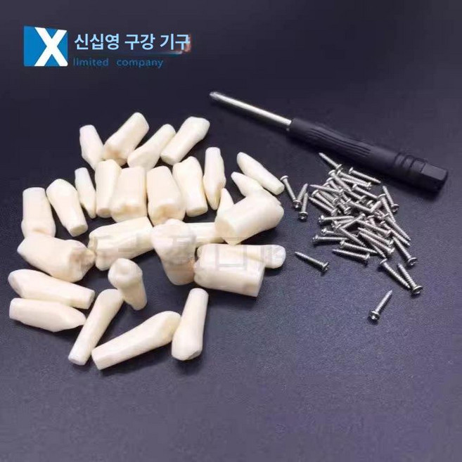치과 교육용 모형 레진 치아 교체용 헤드 모조 뿌리관 연습용 실습용 교구 학습 모델, 1개, 10. 수지 28개
