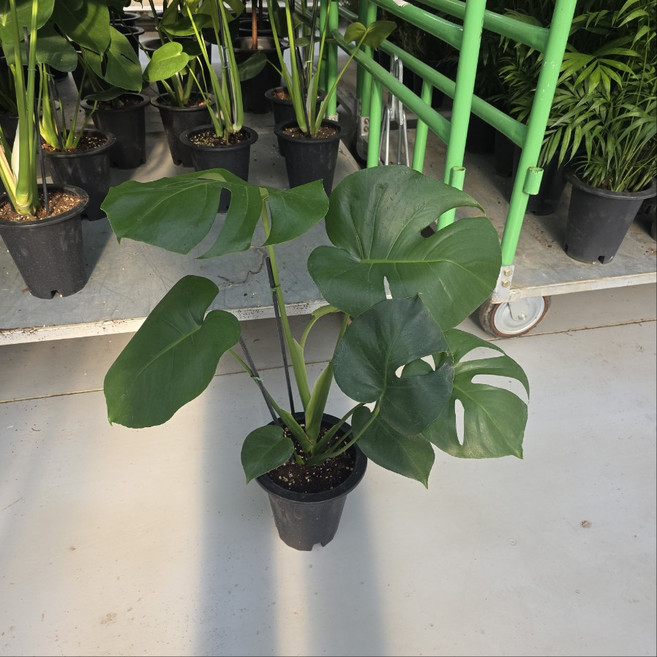 몬스테라 중대품 실내 인테리어 공기정화식물, 2개, 기본