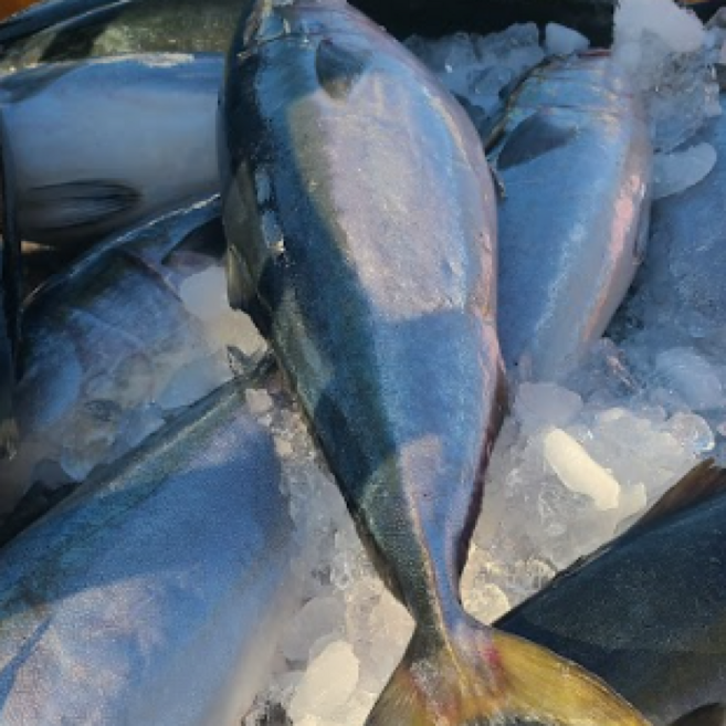 방금 조업한 제철 대방어 필렛 방어 초장 김 증정, 1박스, 대방어 500g(필렛)