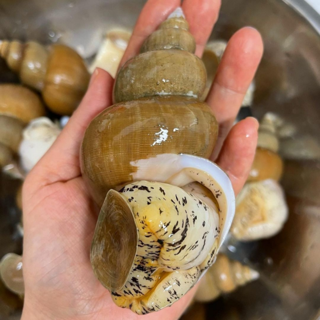 [당일잡은] 백골뱅이 백고동 당일바리 생물 포항 1kg, 1개, 소 [ 45 미 내외 ]