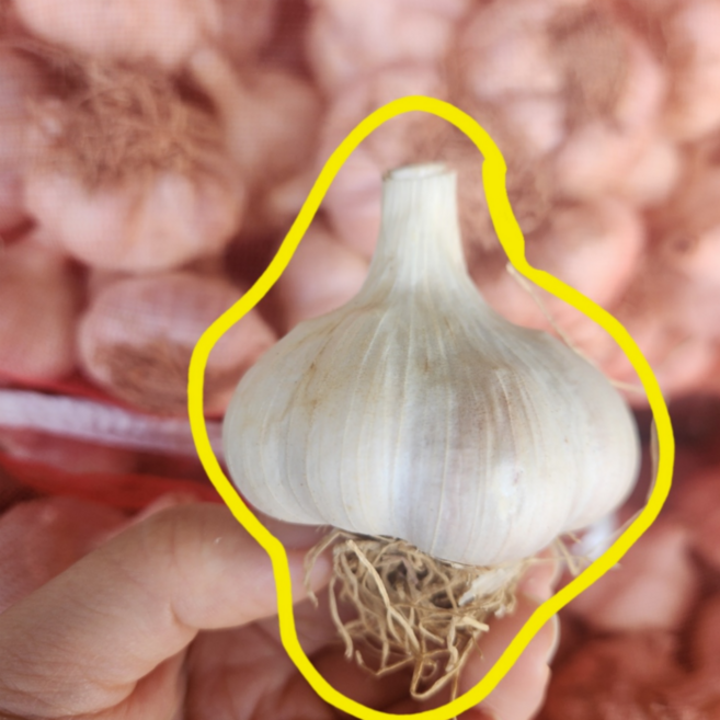 3위 - 모두다팜 홍산마늘 종구 3kg 6kg씨마늘 홍산마늘씨앗 종자 종자용 마늘씨앗, 1개