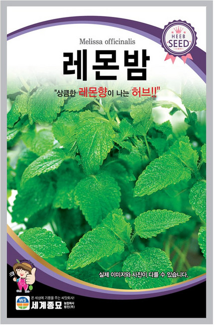 모칸도 레몬밤 씨앗 50립 세계종묘 허브씨앗, 1개