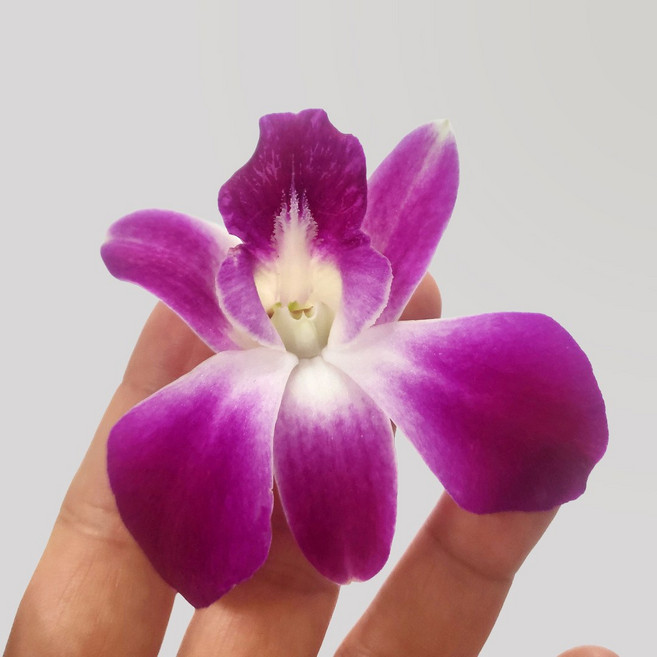 양난 1팩(5송이) 덴파레 꽃양란, 1개