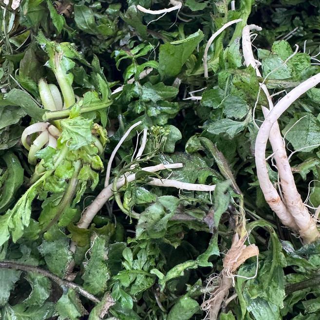 국내산 손질 세척 냉이 500g-2kg, 세척 냉이 2kg, 2kg, 55개