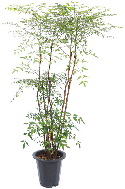 남천 나무 특대형 화분 토분 시멘트 수지화분 실내공기정화식물 거실화분, 남천특대형, 01.기본포트