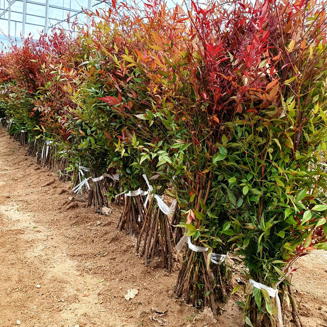 남천 80CM 묘목 울타리나무 10주묶음