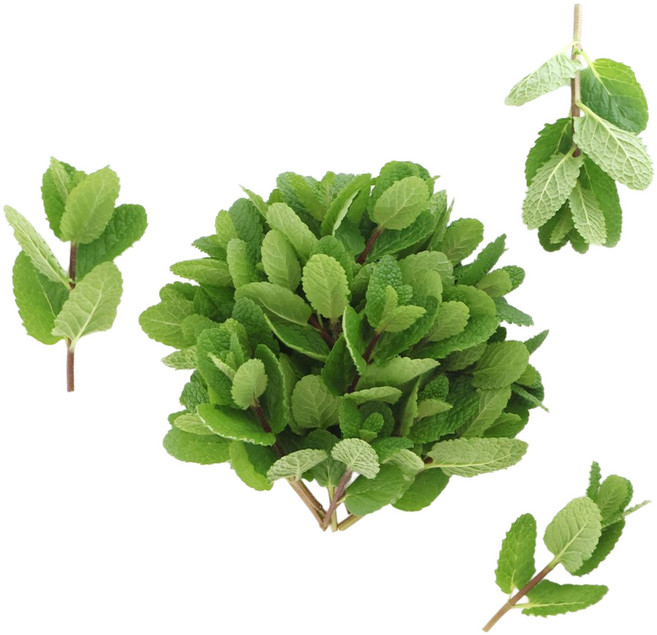 유기농 애플민트 생잎 큰 잎 100g/모히또용, 1개