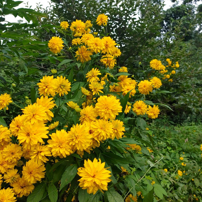삼잎국화 모종 / 겹꽃 종근 20개, 1개