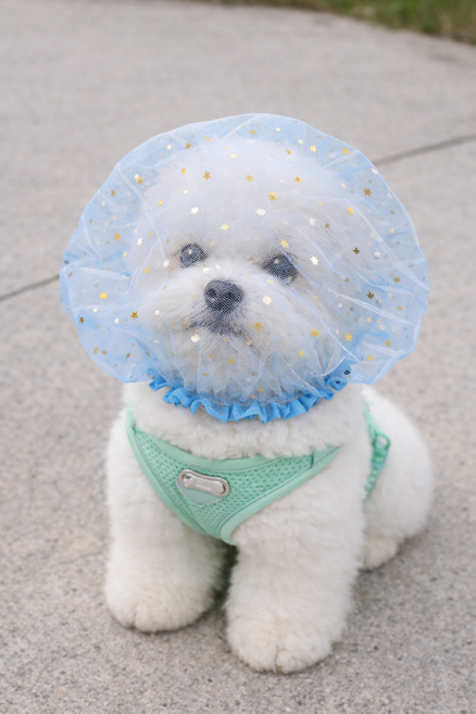 YELON 강아지 페이스커버 얼굴망 이식증 버그가드, 1개, 블루