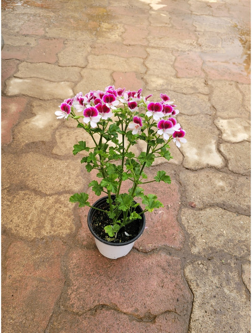 10~25cm 랜디제라늄 소품 (색상랜덤) 45, 1개