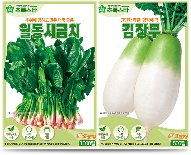풍성한 식탁 초록스타 월동시금치 1000립 + 김장무 500립, 1개