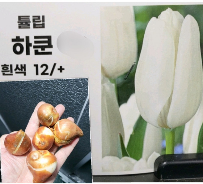 하쿤 튤립구근 5개묶음/올해 구근 신상품입고 대방출
