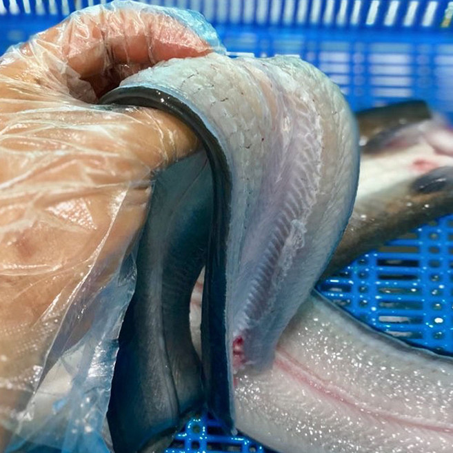 나주 고창 자포니카 민물 장어 대왕장어 나주장어 자포니카 장어 고창장어 고창민물장어, 1개, 1kg 1-1.5미 특대