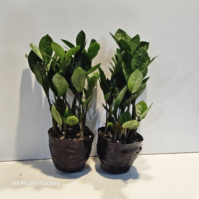 식물공장 원플원 2개발송 금전수 소품 15-30cm 79, 2개