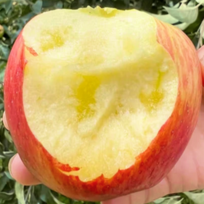 [오픈쿠폰] 꿀맛나는 초특가 고당도 꿀사과, 1박스, 5kg (대과)