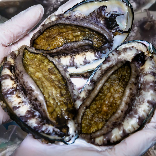 친절한이서방 왕특대 완도 활 전복 직거래, 1박스, (소) 25-30 1kg