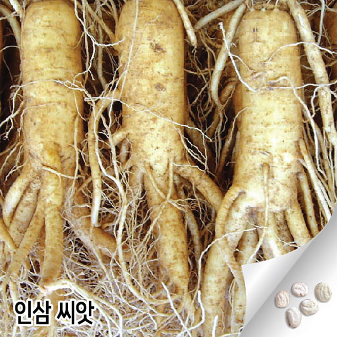 인삼 씨앗 50알 인삼씨 삼씨 삼씨앗 장뇌삼 종자 산삼 산삼씨 장뇌삼씨, 1개