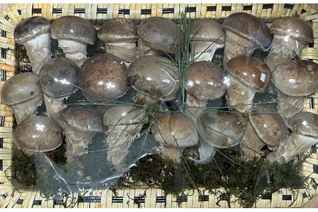 믿고 먹는 내장산 참송이 버섯 송이버섯 / 선물세트 [원산지:국산(전라북도 정읍시)], 1개, 선물용(특급)