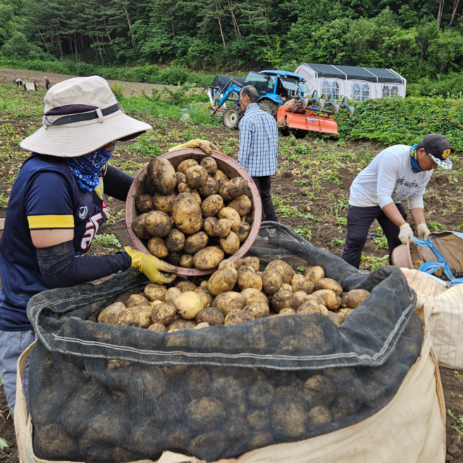 [오늘의산지]포슬포슬 담백한 2025년 햇 수미감자, 1박스, 찜용[대] 5kg