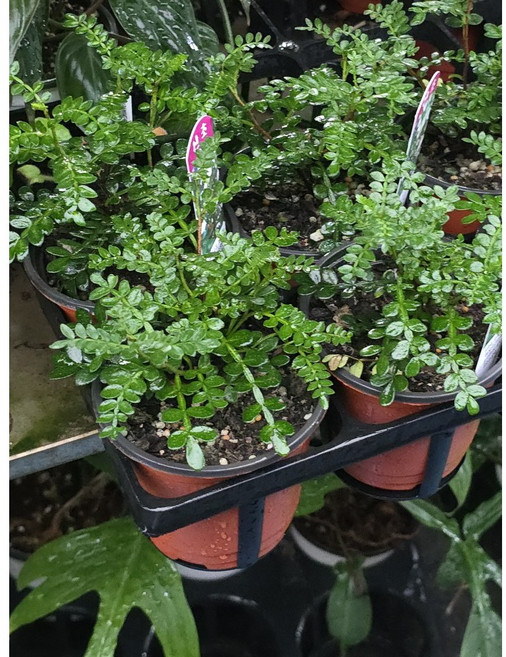 1+1 무배특가 산초 소품 반려식물 플랜테리어 10-25cm, 1개, 기본