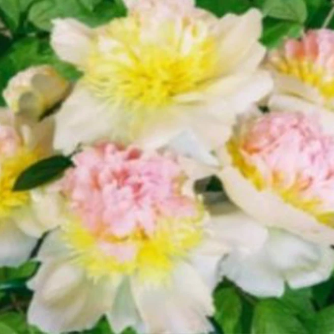 [충북농원] 고급 수입 작약 - 숙근묘 & 포트묘, 13. 허니골드 - 숙근, 1개 - 쿠팡