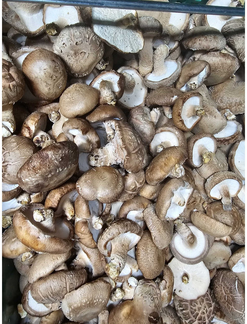 [서산여미표고]표고버섯 가정용 못난이 실속형 파지, 1개, 10kg