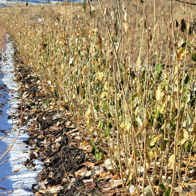 보리수나무 묘목 왕보리수, 왕보리수 1년묘목