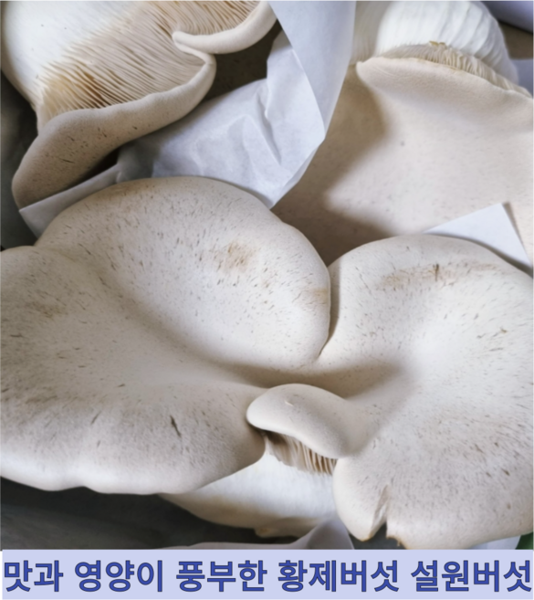 [국내산] 신선한 맛과 영양이 풍부한 명품 프리미엄 황제버섯 설원버섯, 1개, 600g 내외