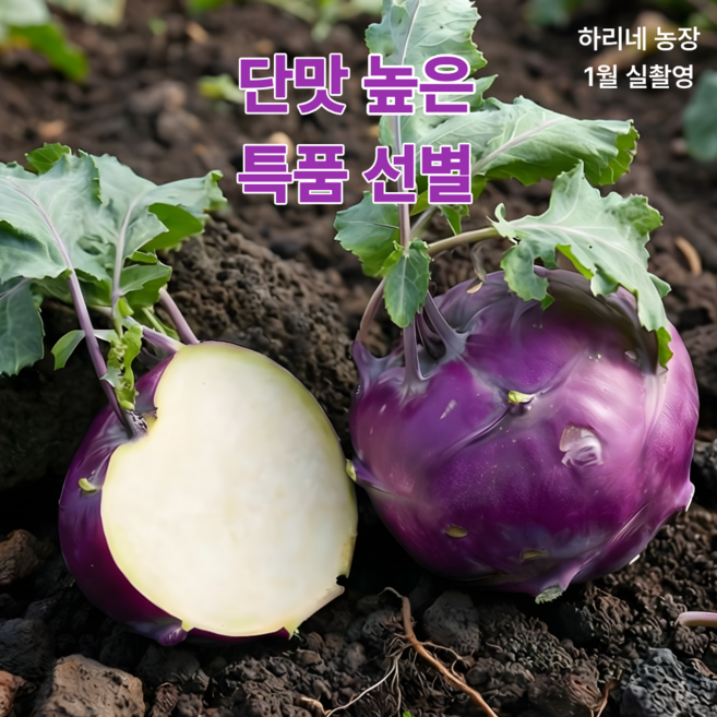[특품/로얄과] 아삭한 고당도 제주 콜라비, 1개, 10kg