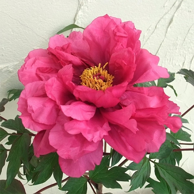 일본목단 [ 2~3지 ] 제이에스그린 (적색계) / 파격특가 / 할인행사 / 세일행사 / 정상가35 000원-> 할인가30 000원, 백화선