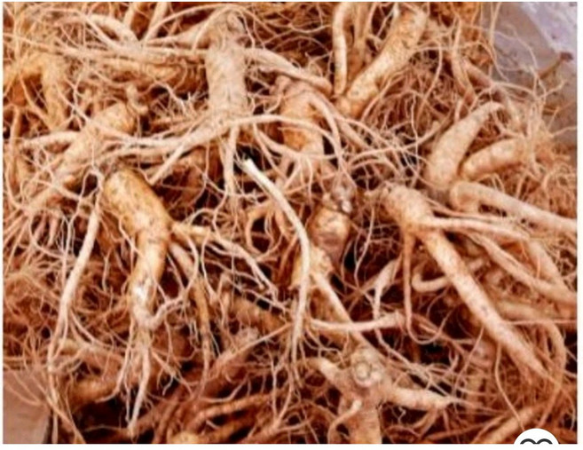 금산 인삼 파삼 5년근 수삼 국내산 1kg 파삼 막삼 흠있는 못생긴 인삼 대용량, 1kg 파삼 (세척X), 1개